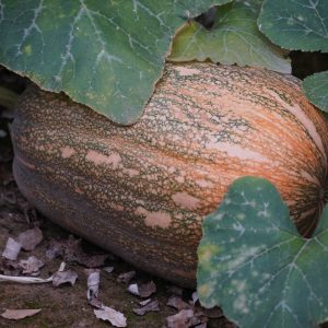 Pumpkin Fresh Vegetable